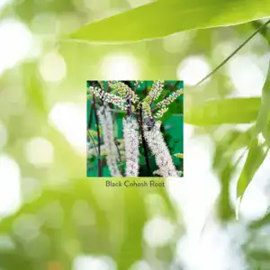 Cohosh negro