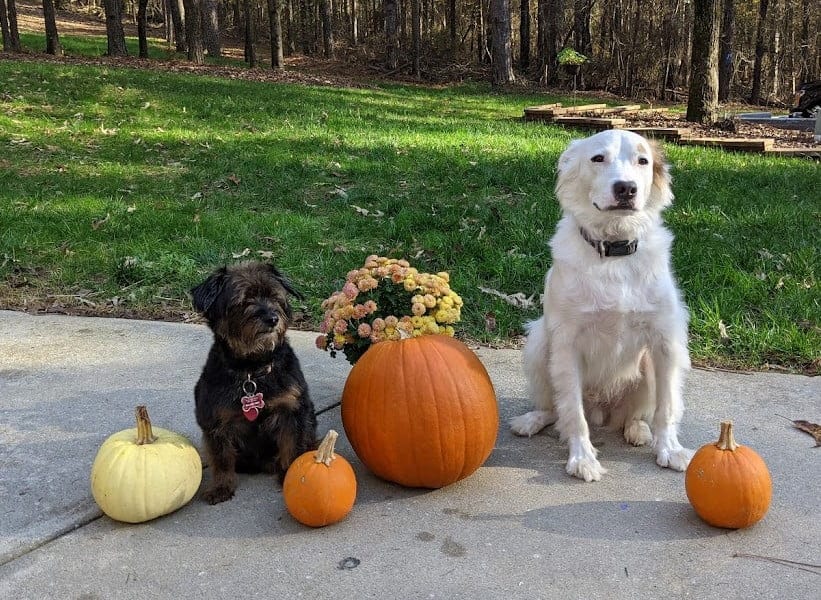 Rocky & Bandit